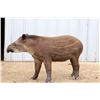 Image 2 : BONUS LOT: 1.0 Tapir