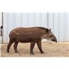 Image 3 : BONUS LOT: 1.0 Tapir