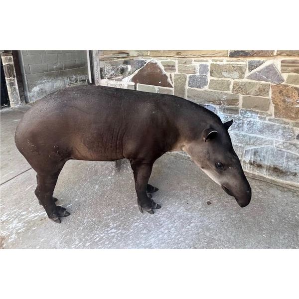 INFINITY EXOTICS: 0.1 4 Year Old Friendly Tapir
