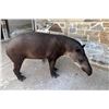 Image 1 : INFINITY EXOTICS: 0.1 4 Year Old Friendly Tapir
