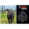 Image 2 : INFINITY EXOTICS: 0.1 4 Year Old Friendly Tapir