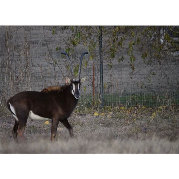 INFINITY EXOTICS: 1.0 4.5 Year Old 42 3/8" Sable Bull