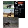Image 4 : INFINITY EXOTICS: 1.0 4.5 Year Old 42 3/8" Sable Bull