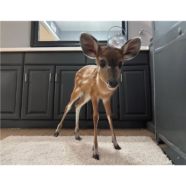 BONUS LOT: 0.1 Sitatunga On The Bottle