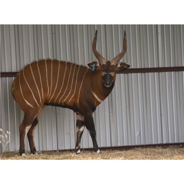 INFINITY EXOTCS: 1.0 Mature Bongo 4.5 Years Old