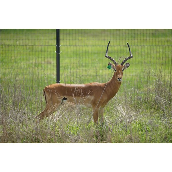 INFINITY EXOTICS: 1.0 Mature Impala