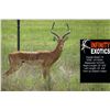 Image 2 : INFINITY EXOTICS: 1.0 Mature Impala