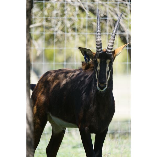 INFINITY EXOTICS: 1.0 Sable - Zambian Genetics