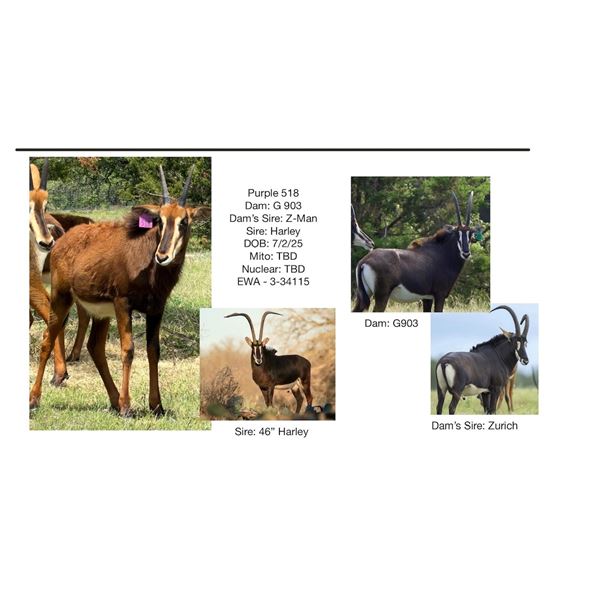 INFINITY EXOTICS: 1.0 Sable - Sired by Harley