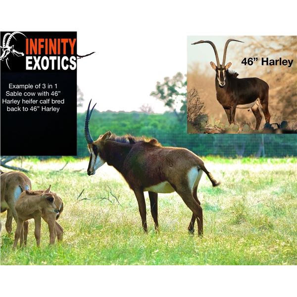 INFINITY EXOTICS: 3-In-1 Mature Sable Cow w/ Female Calf Bred Back to Harley