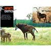 Image 1 : INFINITY EXOTICS: 3-In-1 Mature Sable Cow w/ Female Calf Bred Back to Harley