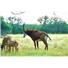 Image 3 : INFINITY EXOTICS: 3-In-1 Mature Sable Cow w/ Female Calf Bred Back to Harley