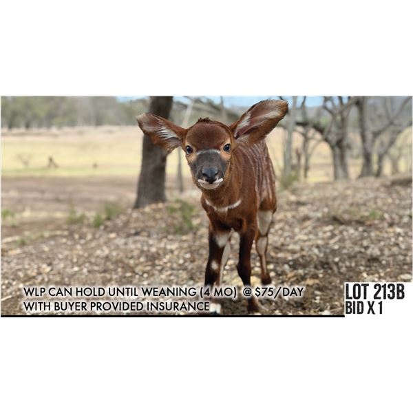 BONUS LOT: 0.1 Newborn Bongo On Bottle