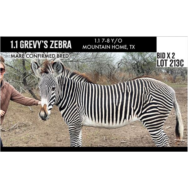 BONUS LOT: 1.1 Grevy's Zebra Breeding Pair, Friendly, Confirmed Bred