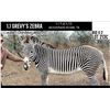 Image 1 : BONUS LOT: 1.1 Grevy's Zebra Breeding Pair, Friendly, Confirmed Bred