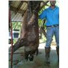 Image 5 : Texas Wild Hog Hunt for Two Hunters