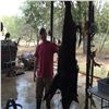 Image 9 : Texas Wild Hog Hunt for Two Hunters