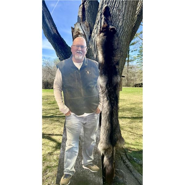 Massive Premium Wolf Pelt