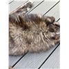 Image 3 : Massive Premium Wolf Pelt