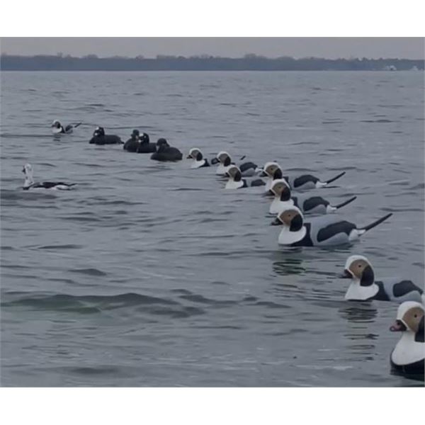 Diver Duck Hunt Lake Michigan