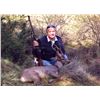 Image 4 : Hunt Trip Spain - 4-Day Roe Deer Hunt for 1 Hunter and 1 Non-Hunter (3 days of sightseeing Non-Hunte