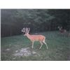 Image 7 : Illinois Dominant Bucks Whitetail Hunt