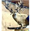 Image 9 : Illinois Dominant Bucks Whitetail Hunt