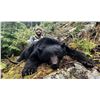 Image 3 : 5-Day 2 Hunters Guided Black Bear Hunt on Vancouver Island, British Columbia