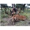 Image 1 : ARGENTINA RED STAG HUNT