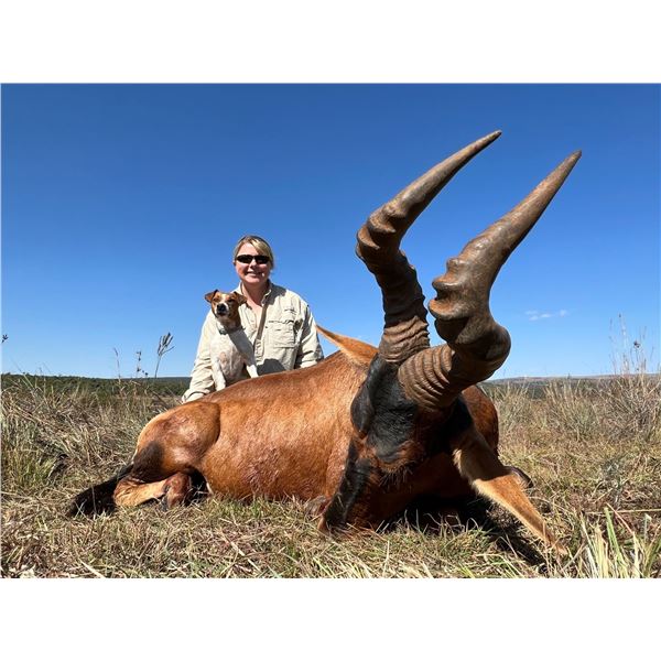 NAMIBIA: ELAND HUNT FOR 2 HUNTERS 2 OBSERVERS