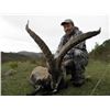 Image 1 : SPANISH IBEX HUNT