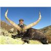 Image 2 : SPANISH IBEX HUNT