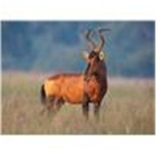 AFRICA MAXIMUM SAFARIS COMBO HUNT