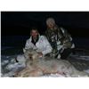 Image 1 : 7 DAY ALASKAN PREDATOR HUNT FOR 1 HUNTER, RIFLE AND OLD WOLF TAXIDERMY CLEANING