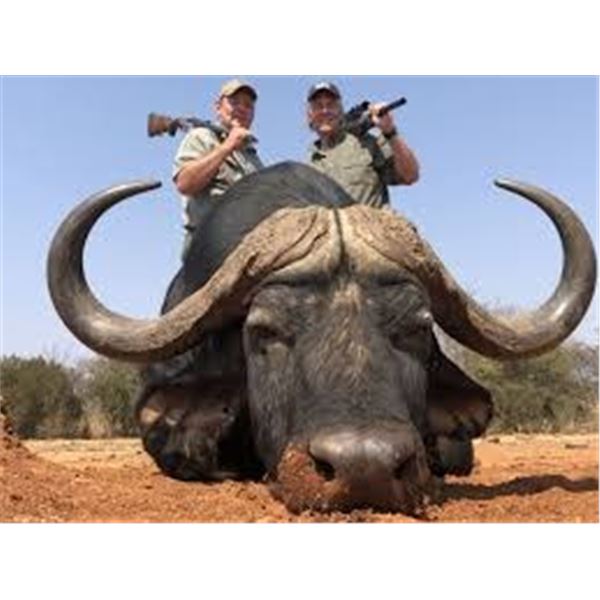 CAPE BUFFALO HUNT SOUTH AFRICA