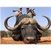 Image 1 : CAPE BUFFALO HUNT SOUTH AFRICA