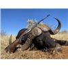 Image 2 : CAPE BUFFALO HUNT SOUTH AFRICA