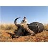 Image 3 : CAPE BUFFALO HUNT SOUTH AFRICA