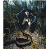 Image 2 : Florida Everglades Python Hunt for Up to 4 Hunters