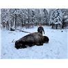 Image 4 : Maine Meat Bison Hunt Package for 1 Hunter