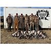Image 6 : Alberta Canada Goose & Duck Hunt for 1 Hunter
