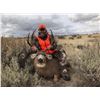 Image 1 : Colorado Guided Mule Deer Hunt for 1 Hunter
