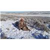Image 3 : Colorado Guided Mule Deer Hunt for 1 Hunter