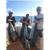 Image 5 : Offshore Tuna, Marlin, Mahi & Wahoo Trip for Up to 6 Anglers