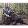 Image 4 : Saskatchewan Black Bear Hunt for 2 Hunters