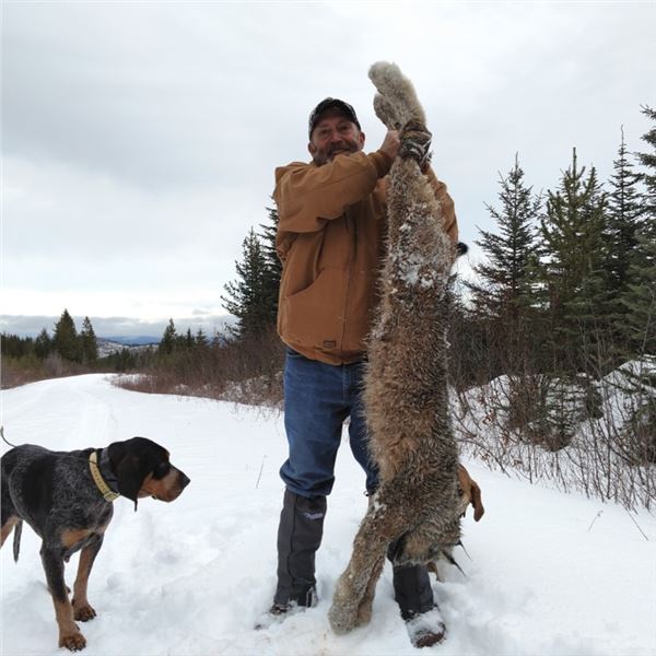 Elusive British Columbia Lynx Hunt for One Hunter and One Non-Hunter