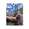 Image 2 : Idaho Bull Elk Hunt for Two Hunters