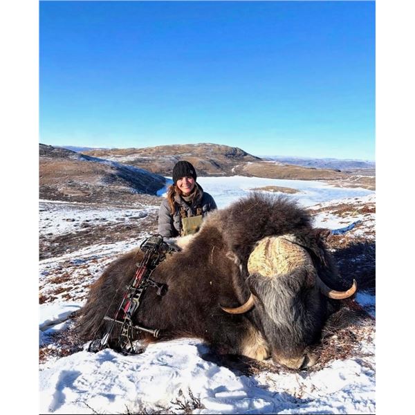 Greenland Musk Ox Hunt for 1 Hunter