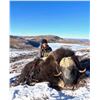 Image 1 : Greenland Musk Ox Hunt for 1 Hunter