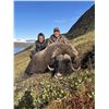 Image 2 : Greenland Musk Ox Hunt for 1 Hunter